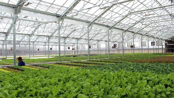 $30.1M Funding for Startup BrightFarms to Fresher Food to Cities