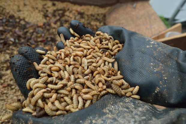 Let them eat bugs: US startup sees future of sustainable food in creepy crawlies
